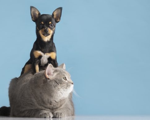 beautiful-pet-portrait-small-dog-cat