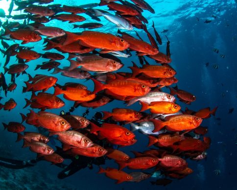 A beautiful shot of the underwater life of Maldives
