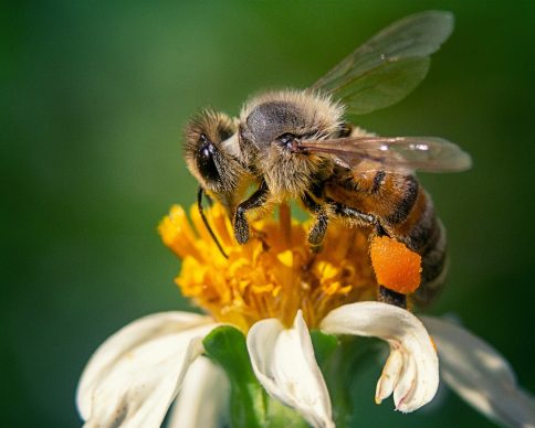A closeup shot of a bee on a chamomile flower