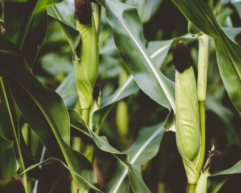 A closeup shot of corns surrounded by green leaves with a blurred background