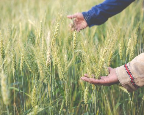 Farmers harvest barley happily.