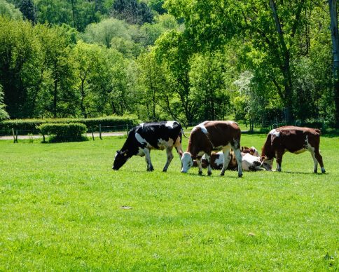 A herd of cows grazing on the pasture during daytime