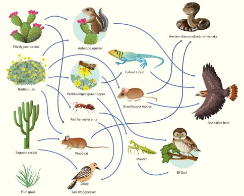 Diagram showing animal food chain on white background illustration