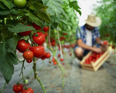 Organic food farm.