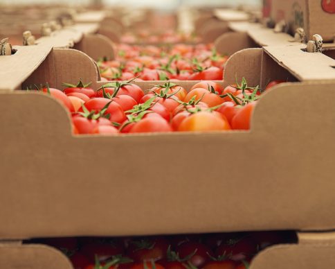 red-fresh-tomatoes-gathered-into-cardboaard-boxes-purchasing