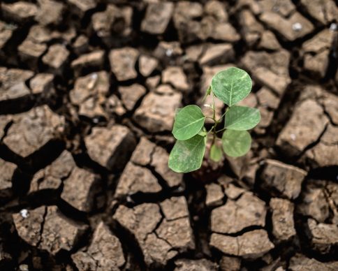 Trees grown in dry, cracked, dry soil in the dry season,global warming
