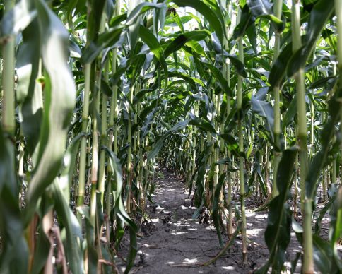 Young green corn growing on the field, background. Texture from young plants of corn, green background. SSUCv3H4sIAAAAAAAACpyRwW7DIAyG75P2DhHnRqKhadK9SrWDA6RBpVAB6TRVffcZCBXn3fBn+7d/8/z8aBoygVecfDXPGGGstF59cBCUNYjpbuNOGiFdTR6OHWkNpFDBOgW6hhMEvhi4SYRm1TriV0oSHyCsXvo4fUMcgrygRoZvibziOcdNSaQkdmCKkF3F/DolVlAW/1dnfnwXN3CRhv+mhSsjTmoJ2cg5l5LrT5DuVluDVShbuXpYDjoWsErp7hRX5lK12bCks5c2blcTXFzhvTnR1t5h0vHEM2rKwhfwHstF4dUgjp9sb9UcY0MysKkSgT8Rwz3rhsOxo33POkqHkZ62gvx7i0KdtE4Rwphflaitq7gBYYLOfUdPLZNT3x72E7Qgx0N77Idh6Odx5iPDw7/+AAAA//8DAFFi6LOYAgAA